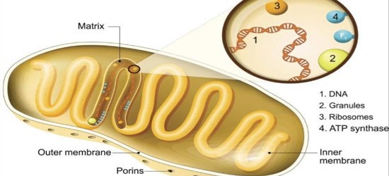 SLU-PP-332 Cost | Shaanxi BLOOM Tech Co., Ltd SLU-PP-332 Cost | Shaanxi BLOOM Tech Co., Ltd